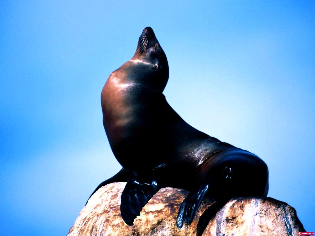 HD tapeta na komputer : posąg pieczęci