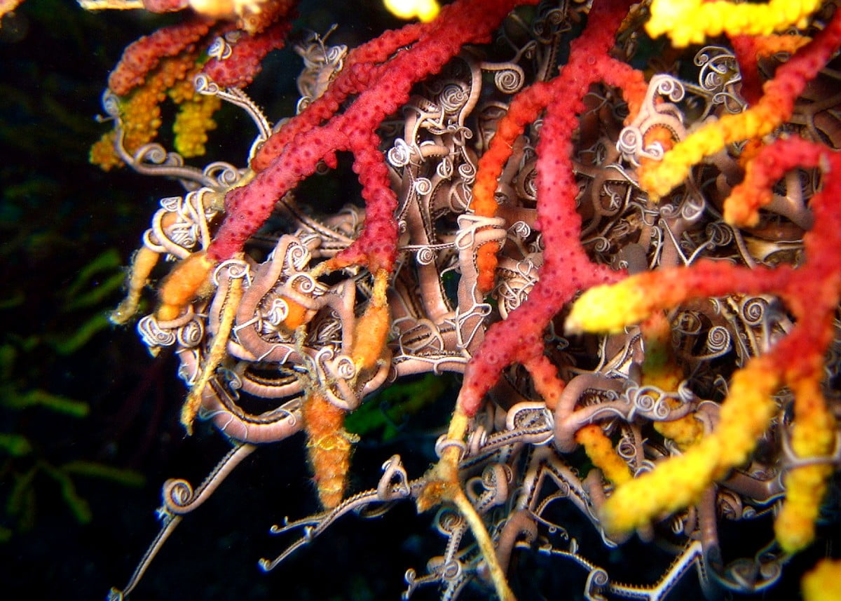 Wypchane zwierzęta — tapeta na komputer