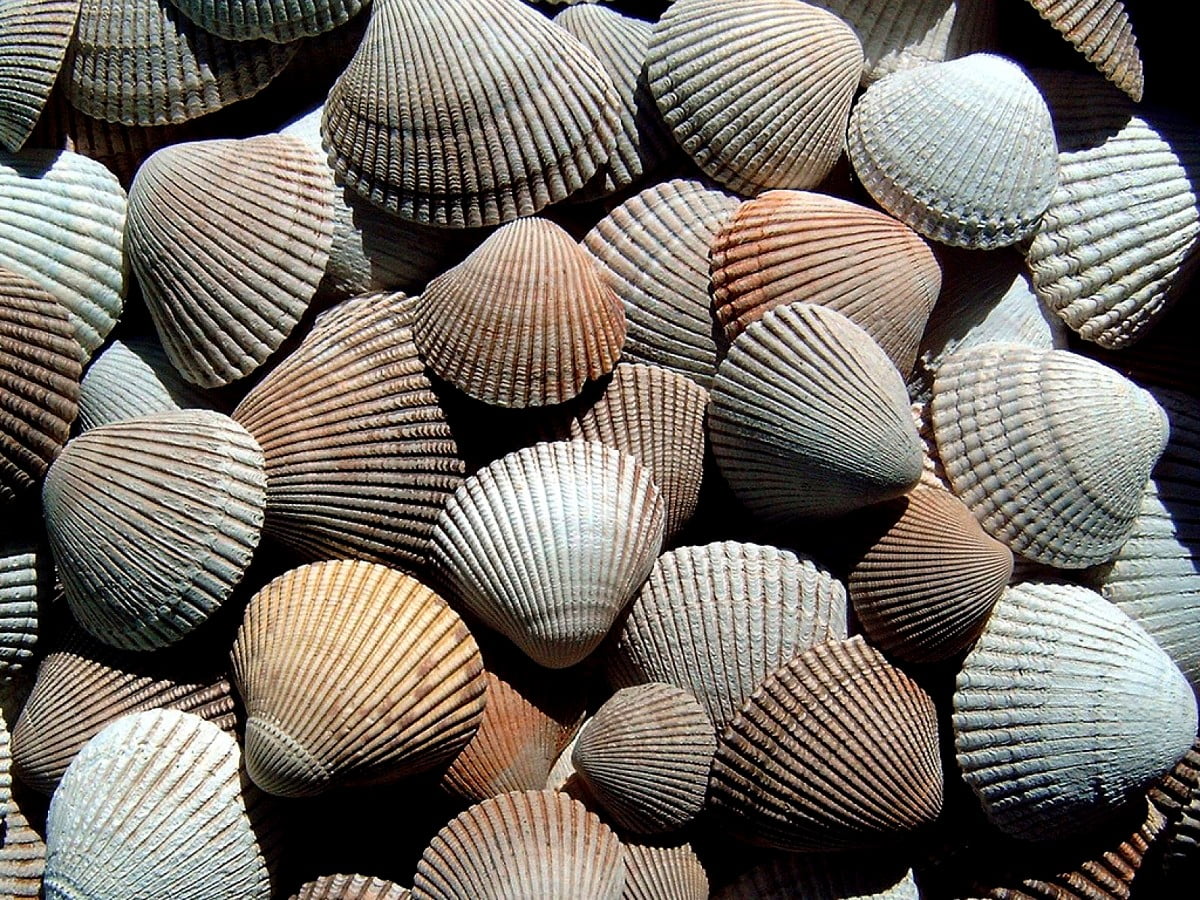 Wiele różnych warzyw na wystawie / HD tapeta na komputer