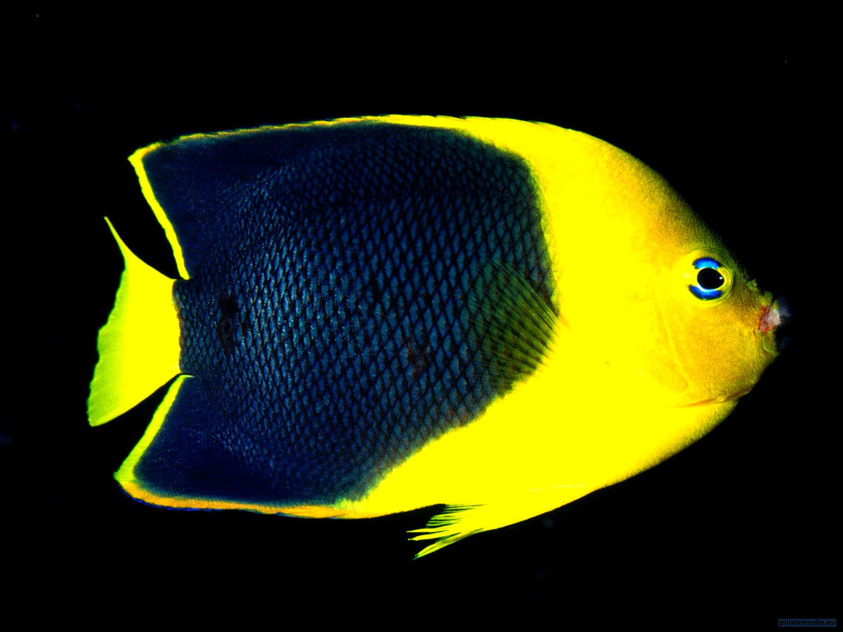 Czarna i żółta ryba — darmowe HD tapeta na komputer